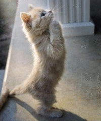 祈祷的猫咪